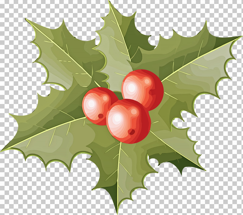 Holly Christmas Ornament PNG, Clipart, American Holly, Branch, Christmas Ornament, Flower, Holly Free PNG Download