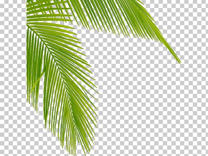 Asian Palmyra Palm Tropical Hair Gallery Ko Samui Arecaceae Coconut PNG, Clipart, Arecaceae, Arecales, Asian Palmyra Palm, Borassus, Borassus Flabellifer Free PNG Download