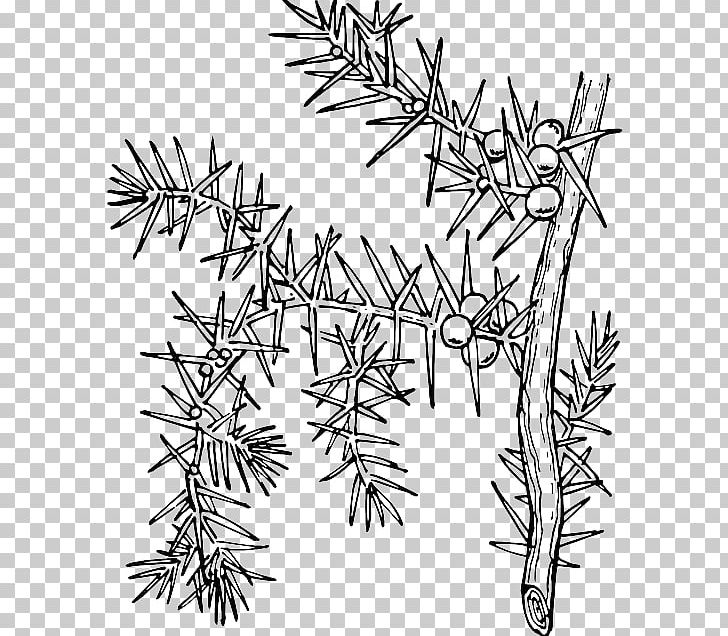 Common Holly Drawing Plant Coloring Book PNG, Clipart, Black And White, Branch, Coloring Book, Common Holly, Download Free PNG Download