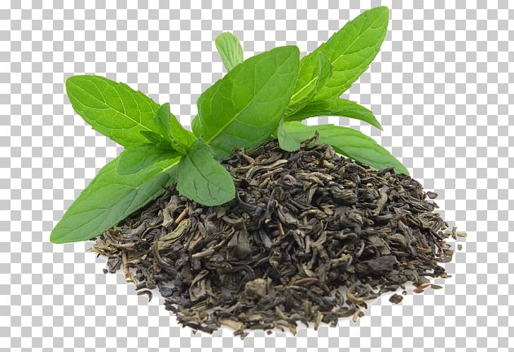 Green Tea Matcha Flowering Tea Oolong PNG, Clipart, Background, Black Tea, Drink, Flowering Tea, Food Free PNG Download