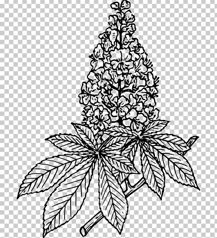 Lilac Flower Drawing PNG, Clipart, Black And White, Botany, Branch, Christmas Tree, Color Free PNG Download