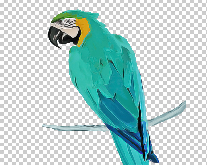 Feather PNG, Clipart, Beak, Bird, Budgie, Feather, Lovebird Free PNG Download