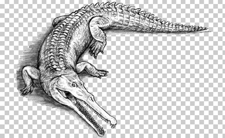 American Crocodile Alligators Sarcosuchus Evolution PNG, Clipart, Alligators, American Crocodile, Animal, Animals, Belong Free PNG Download