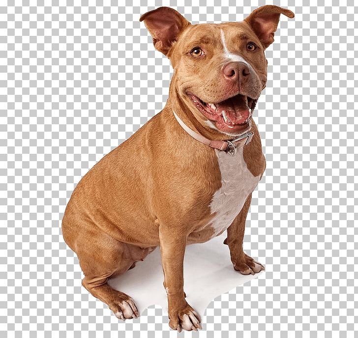 American Pit Bull Terrier Labrador Retriever PNG, Clipart, American Pit Bull Terrier, American Staffordshire Terrier, Breed, Bull, Bull Terrier Free PNG Download