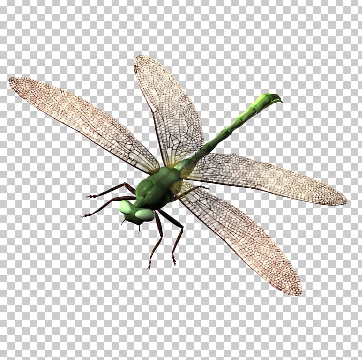 Dragonfly PNG, Clipart, Animation, Arthropod, Download, Dragonflies And Damseflies, Dragonfly Free PNG Download