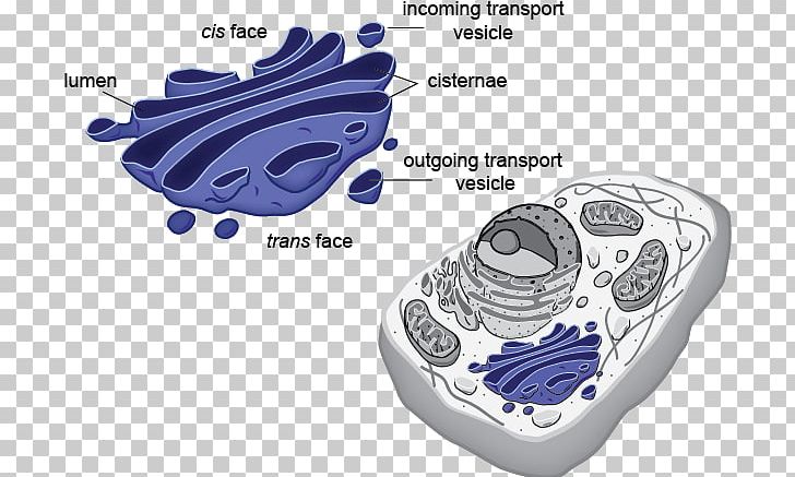 Eukaryote Prokaryote Plant Cell Organelle PNG, Clipart, Bacteria, Bacterial Cell Structure, Biological Membrane, Biology, Cell Free PNG Download