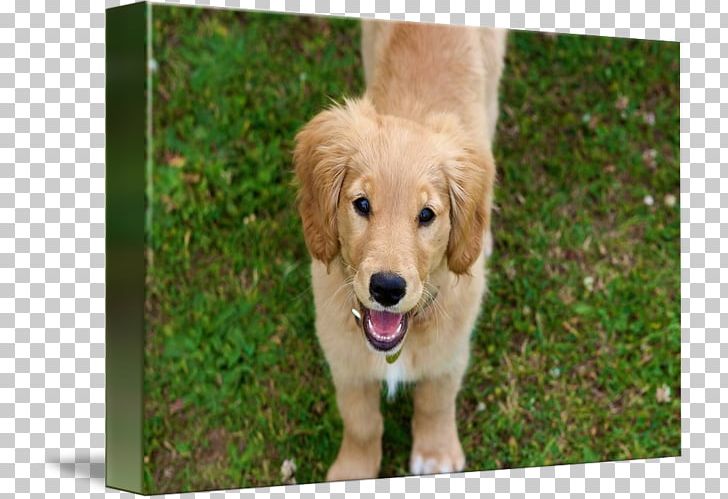 Golden Retriever English Cocker Spaniel Puppy Purebred Dog Dog Breed PNG, Clipart, Animal, Animals, Breed, Canidae, Carnivoran Free PNG Download