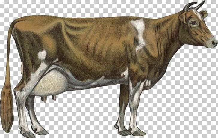 Jersey Cattle Guernsey Cattle Chillingham Cattle Holstein Friesian Cattle Brown Swiss Cattle PNG, Clipart, Bull, Business, Cattle, Cattle Like Mammal, Chillingham Cattle Free PNG Download