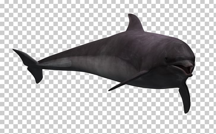 Common Bottlenose Dolphin Rough-toothed Dolphin Tucuxi Porpoise PNG, Clipart, 3d Computer Graphics, Animal, Animals, Art, Bottlenose Dolphin Free PNG Download