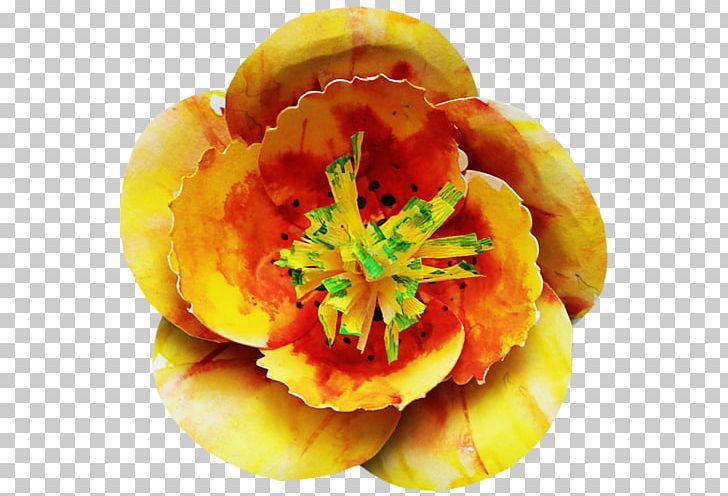 Orange S.A. Fruit PNG, Clipart, Deco, Flower, Fruit, Orange, Orange Sa Free PNG Download