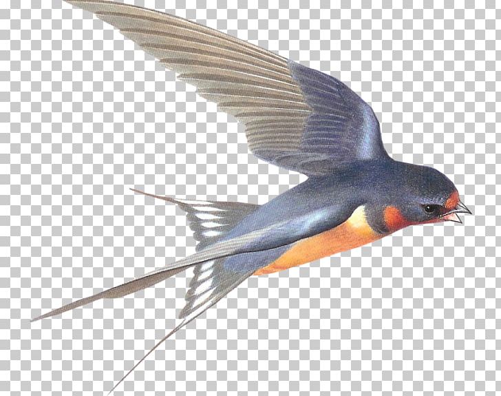 Swallow PNG, Clipart, Barn Swallow, Beak, Bird, Clip Art, Desktop Wallpaper Free PNG Download