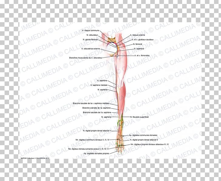 Finger Diagram Line Angle PNG, Clipart, Angle, Arm, Art, Cranial Nerve, Diagram Free PNG Download