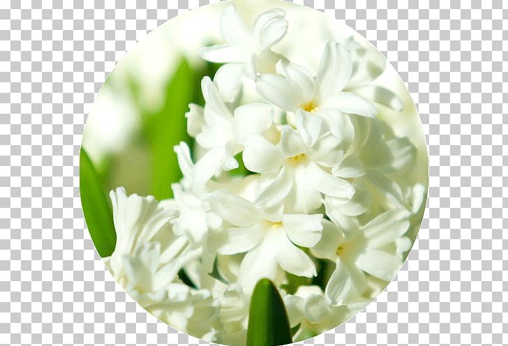 Floral Design Cut Flowers Hyacinth PNG, Clipart, Allium Altissimum, Cut Flowers, Floral Design, Floristry, Flower Free PNG Download