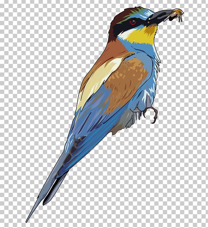 Bee-eater Bird PNG, Clipart, Beak, Bee, Beeeater, Beehive, Bird Free PNG Download