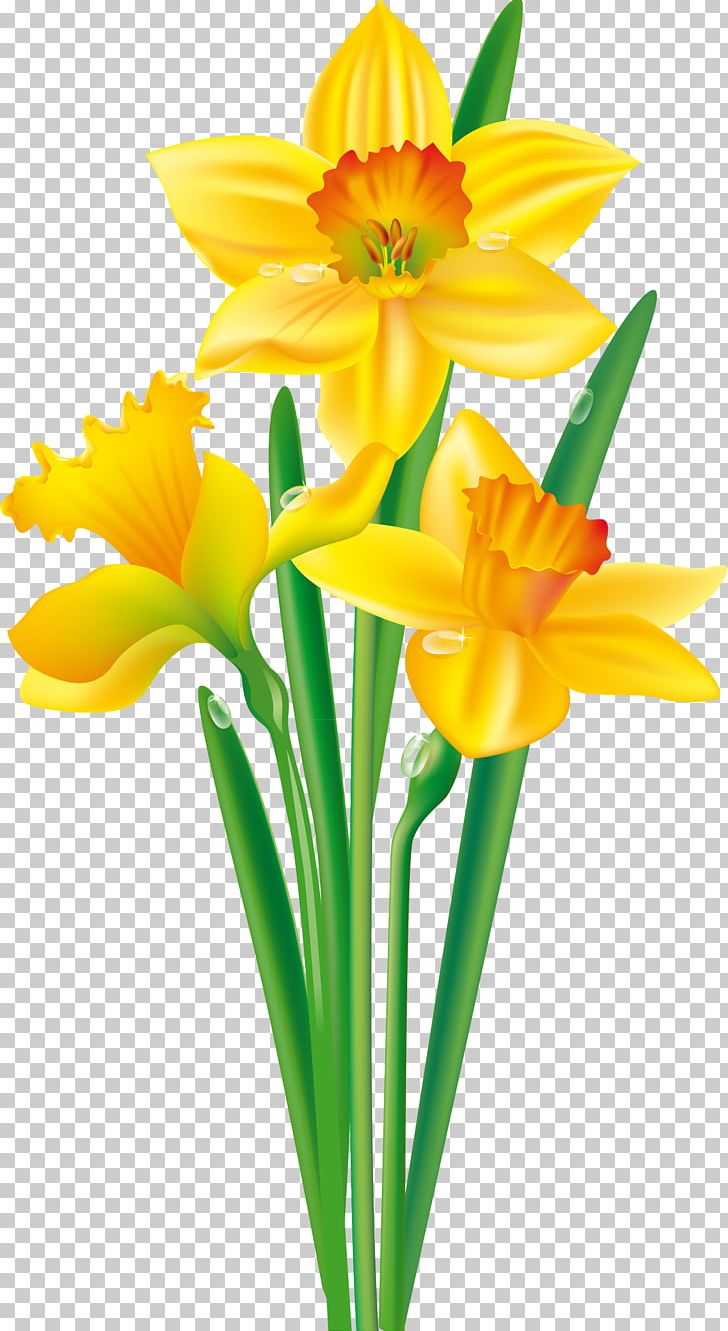 Flower Daffodil Bulb PNG, Clipart, Amaryllis Family, Bulb, Clip Art, Common Daisy, Cut Flowers Free PNG Download