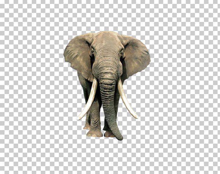 Wall Decal Lion African Bush Elephant Rhinoceros Animal PNG, Clipart, African Elephant, Animals, Cattle Like Mammal, Decal, Elephant Free PNG Download