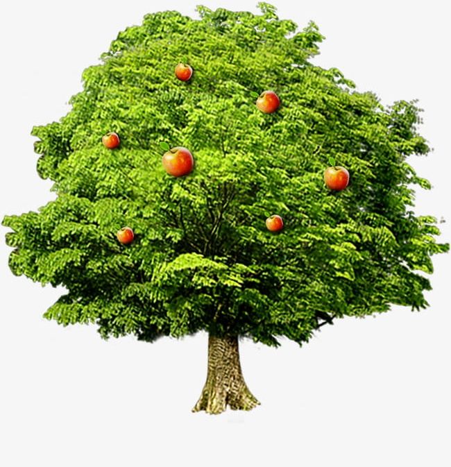 Apple Tree PNG, Clipart, Apple, Apple Clipart, Apple Clipart, Apple Tree, Fruit Free PNG Download