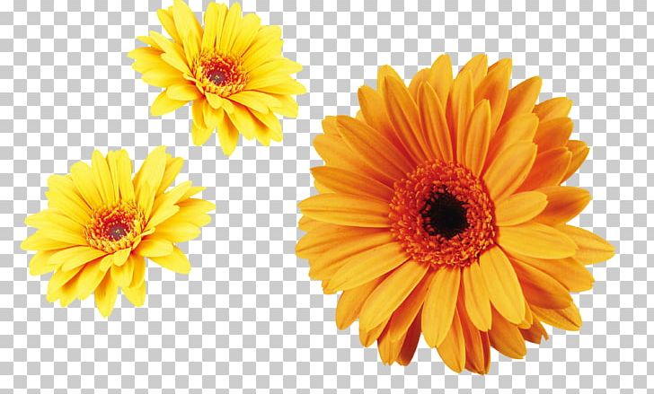 Flower Carnation Chrysanthemum Xd7grandiflorum Transvaal Daisy Plant PNG, Clipart, Autumn, Calendula, Christmas Decoration, Chrysanthemum Xd7grandiflorum, Daisy Family Free PNG Download