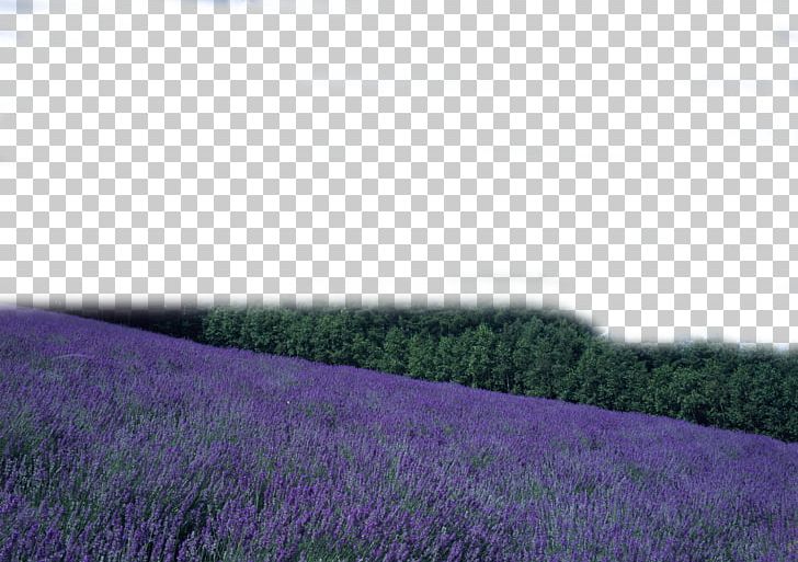 Purple PNG, Clipart, Edge, Field, Flower, Flower Bouquet, Flower Pattern Free PNG Download