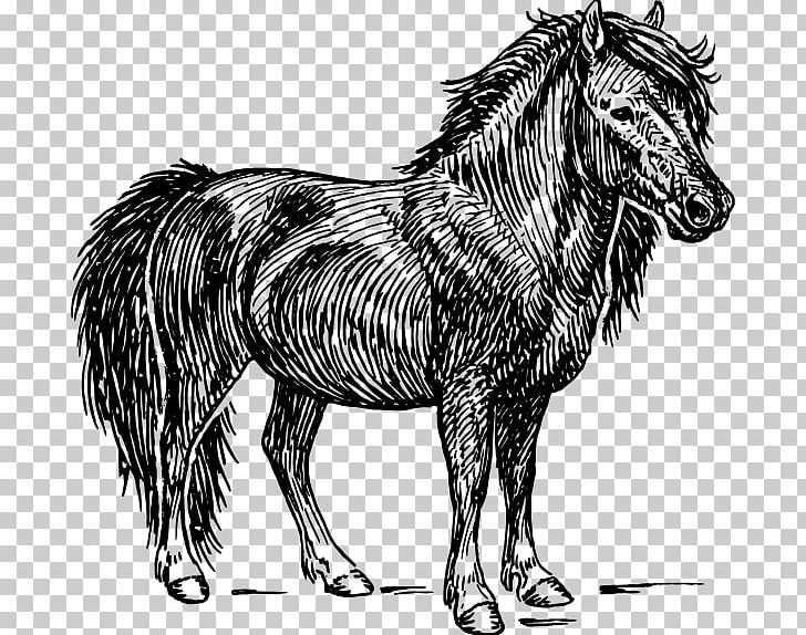 Shetland Pony American Miniature Horse Appaloosa PNG, Clipart, Appaloosa, Black And White, Dog Like Mammal, Donkey, Equestrian Free PNG Download