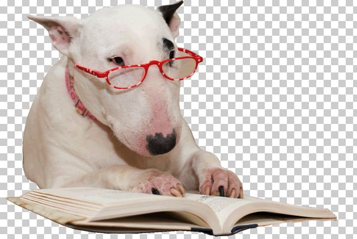 Labrador Retriever How Dogs Learn Puppy New Guinea Singing Dog Veterinarian PNG, Clipart, Animals, Attention, Bull Terrier, Bull Terrier Miniature, Carnivoran Free PNG Download