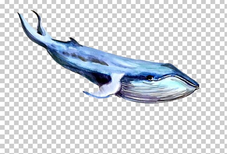 Right Whales Dolphin Blue Whale PNG, Clipart, Animal, Animals, Baleen Whale, Blue, Blue Abstract Free PNG Download