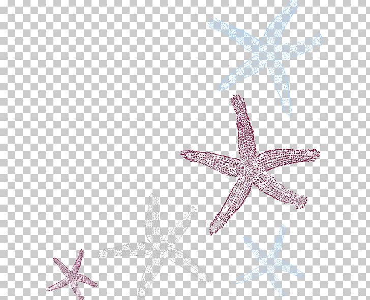 Starfish PNG, Clipart, Animals, Clip Art, Computer Icons, Conch, Drawing Free PNG Download
