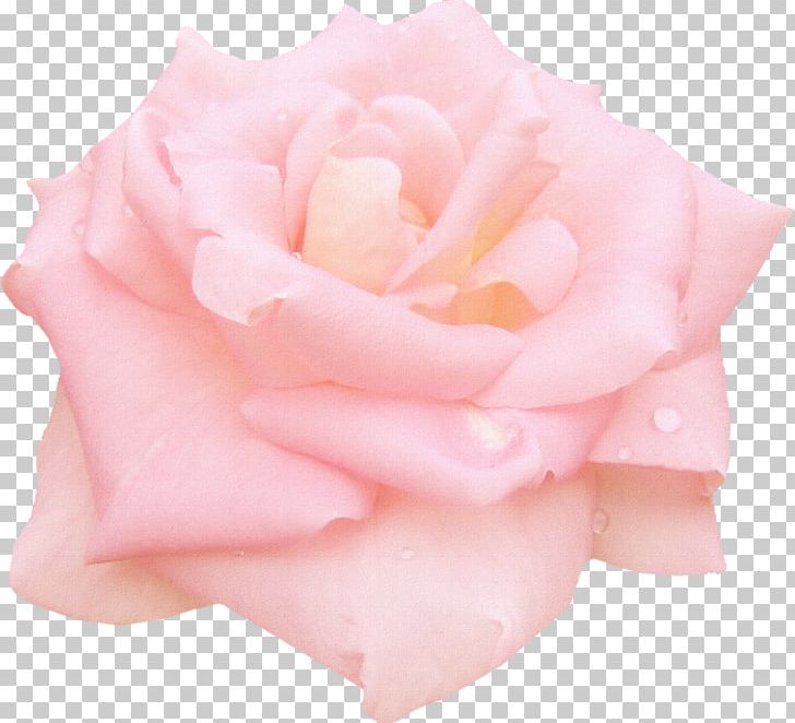 Still Life: Pink Roses Garden Roses Centifolia Roses Floribunda PNG, Clipart, Centifolia Roses, Cut Flowers, Floribunda, Flower, Flowering Plant Free PNG Download