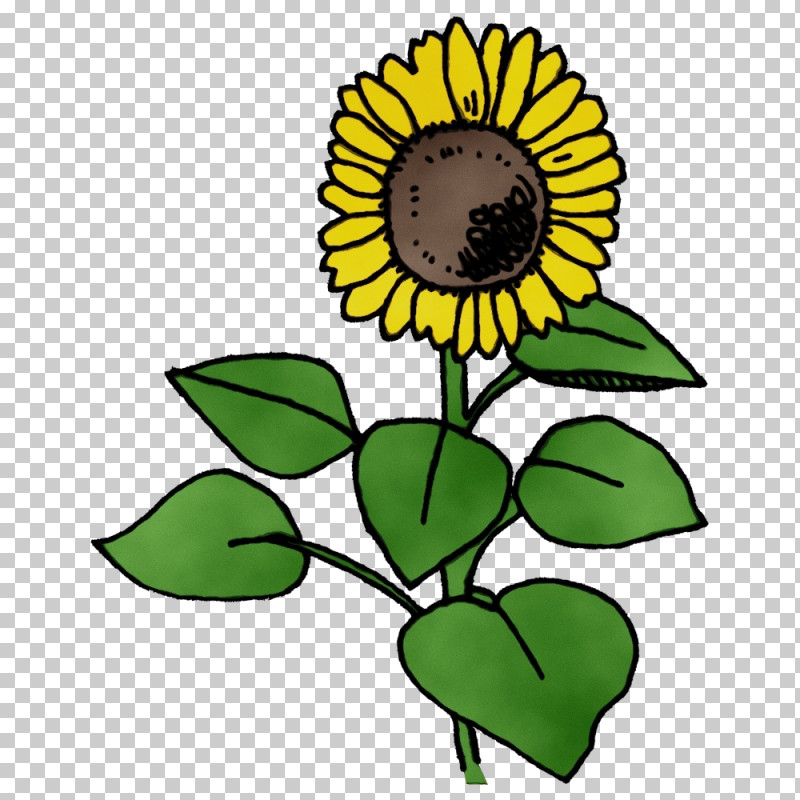 Common Sunflower Plant Stem Sunflower Seed Dandelion Leaf PNG, Clipart, Common Sunflower, Cut Flowers, Dandelion, Drawing, Flower Free PNG Download