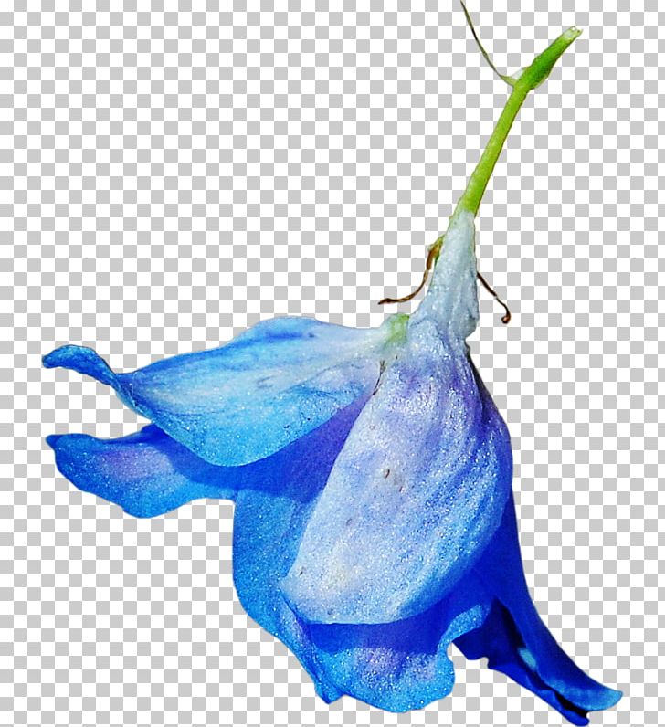 Blue Flower Color PNG, Clipart, Blue, Cetacea, Cobalt Blue, Color, Fish Free PNG Download