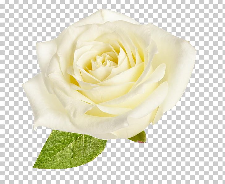 Garden Roses Cabbage Rose Floribunda White Rosa × Alba PNG, Clipart, Beach Rose, Black And White, Cut Flowers, Flower, Flowering Plant Free PNG Download
