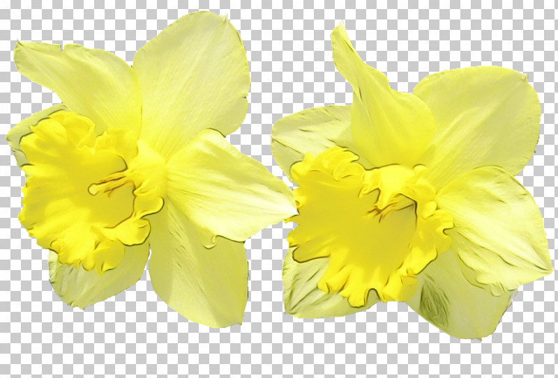 Yellow Flower Narcissus Petal Plant PNG, Clipart, Amaryllis Belladonna, Amaryllis Family, Cattleya, Cut Flowers, Evening Primrose Family Free PNG Download