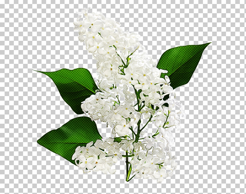 Flower White Lily Of The Valley Plant Cut Flowers PNG, Clipart, Bouquet, Cut Flowers, Dendrobium, Flower, Lilac Free PNG Download