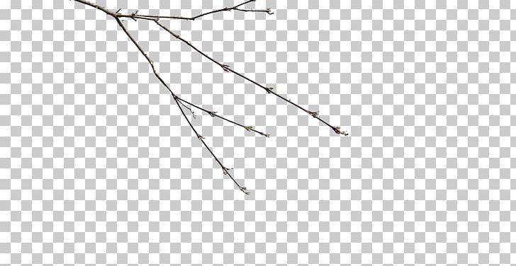 Branch Twig Tree Angle PNG, Clipart, Angle, Branch, Line, Lustre, Nature Free PNG Download