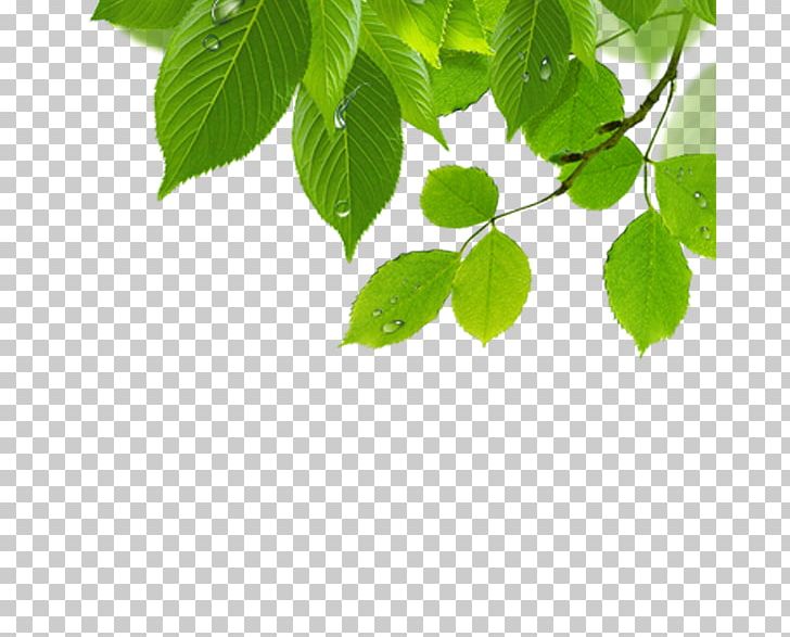 Leaf PNG, Clipart, Background Green, Branch, Encapsulated Postscript, Essential Oil, Fall Leaves Free PNG Download