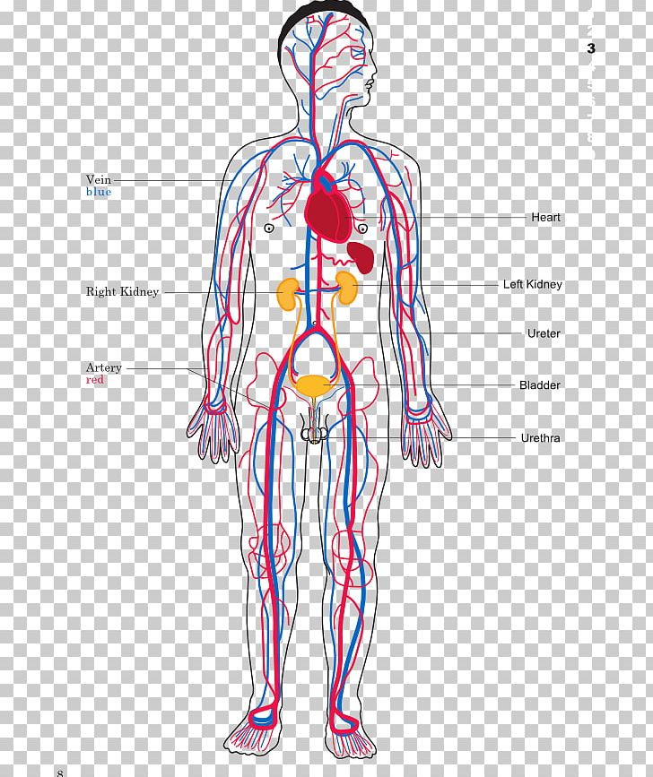 The Circulatory System Human Body Organ System Heart PNG, Clipart, Abdomen, Anatomy, Angle, Arm, Back Free PNG Download