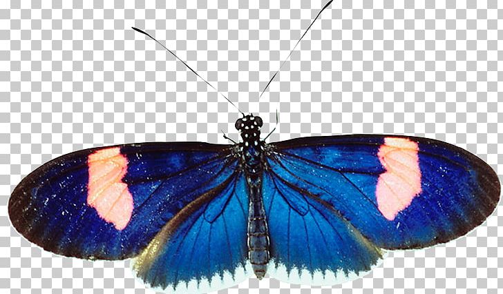 Brush-footed Butterflies Gossamer-winged Butterflies Butterfly Moth Cobalt Blue PNG, Clipart, Arthropod, Blue, Brush Footed Butterfly, Butterflies And Moths, Butterfly Free PNG Download