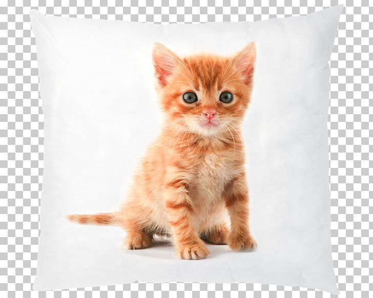 Cat Kitten Puppy Veterinarian Pet PNG, Clipart, Animal, Animals, Carnivoran, Cat, Cat Like Mammal Free PNG Download