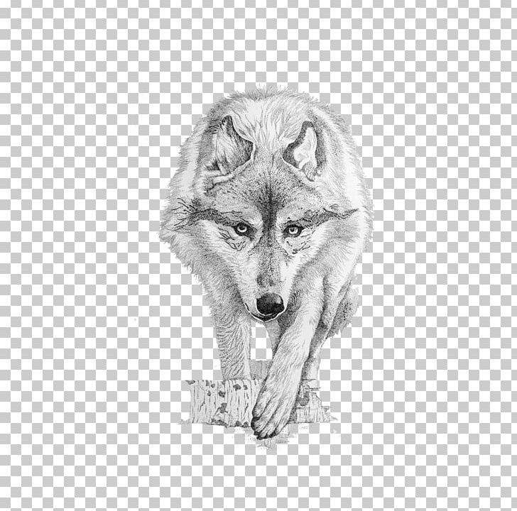 Gray Wolf Coyote Drawing PNG, Clipart, Angry Wolf Face, Animal, Animals, Black And White, Black Wolf Free PNG Download