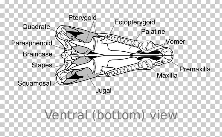 Dimetrodon Skull Synapsid Edaphosaurus Dinosaur PNG, Clipart, Angle, Area, Arm, Automotive Design, Auto Part Free PNG Download