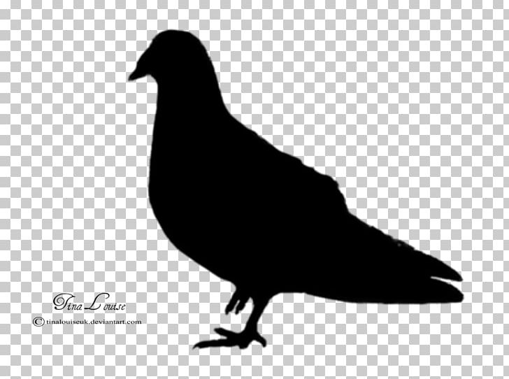 Domestic Pigeon Columbidae Bird Silhouette PNG, Clipart, Animal, Animals, Beak, Bird, Black And White Free PNG Download