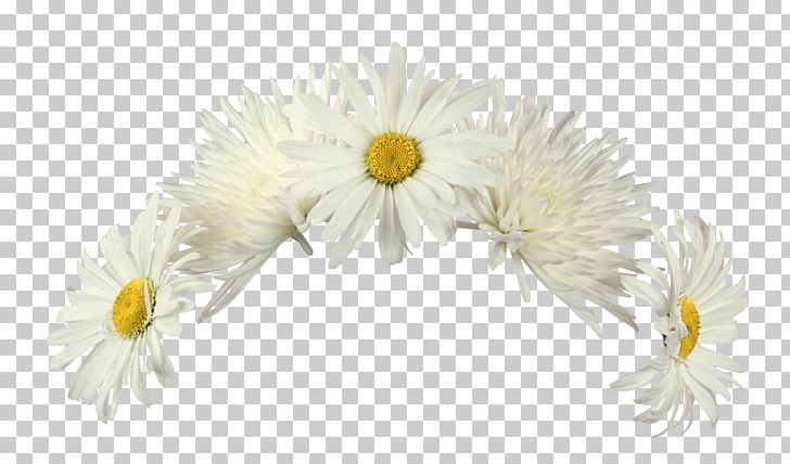 Flower Raster Graphics Editor PNG, Clipart, Chrysanths, Cut Flowers, Daisy, Daisy Family, Digital Image Free PNG Download