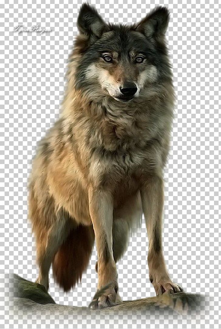 American Wolf A True Story Of Survival And Obsession In The West Dog Mexican Wolf Pack Native Americans In The United States PNG, Clipart, Carnivoran, Dog Breed, Dog Breed Group, Dog Like Mammal, Kiss Free PNG Download