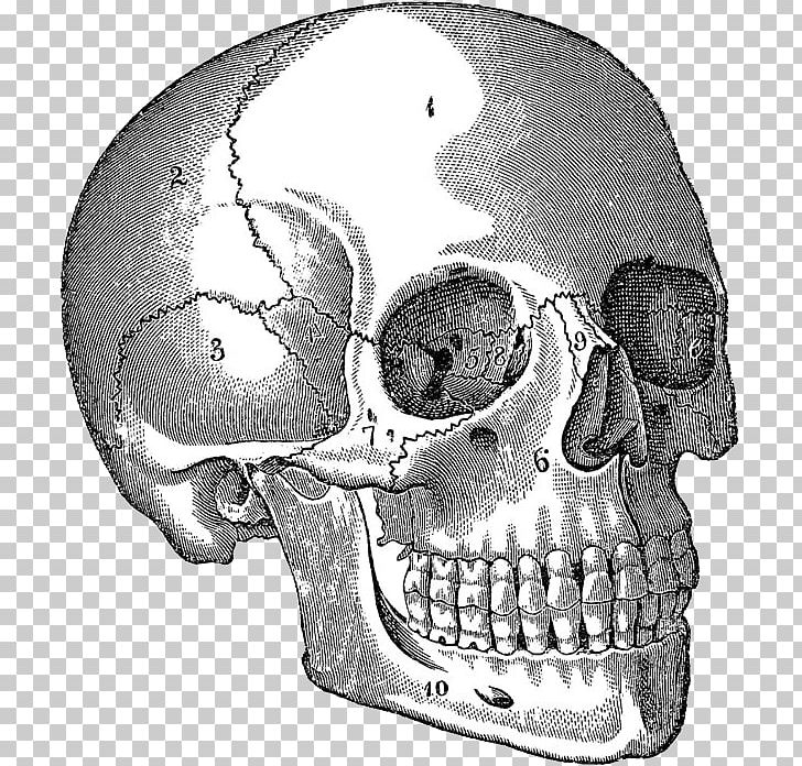 human skull for drawing