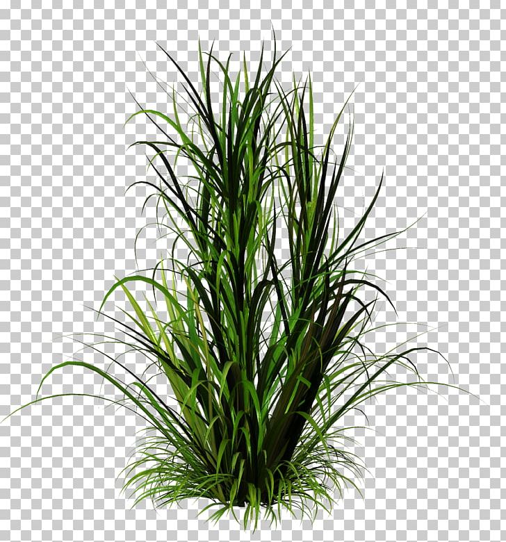 Herbaceous Plant Painting PNG, Clipart, Aquarium Decor, Computer Icons, Drawing, Evergreen, Flower Free PNG Download