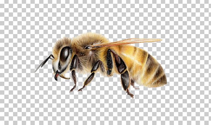 Honey Bee Hornet Insect Wasp PNG, Clipart, Art, Arthropod, Artist, Bee, Bumblebee Free PNG Download