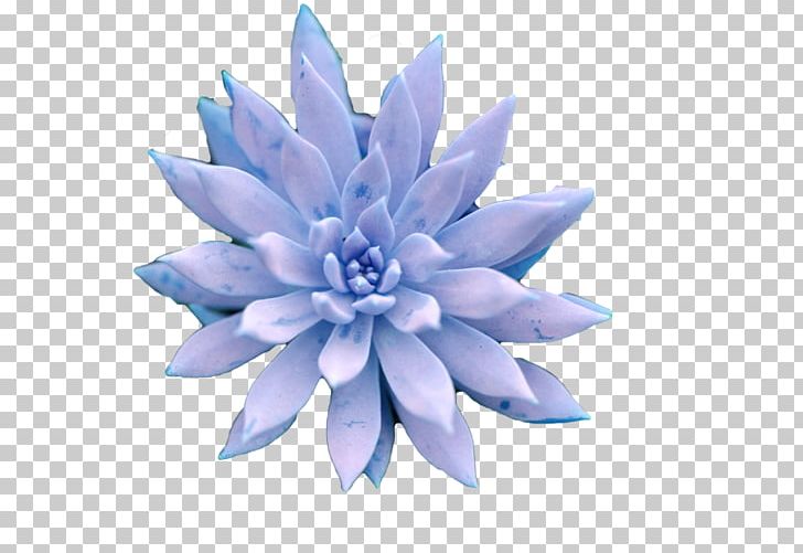 Succulent Plant Petal Blue PNG, Clipart, Blue, Bonsai, Cactaceae, Color, Download Free PNG Download