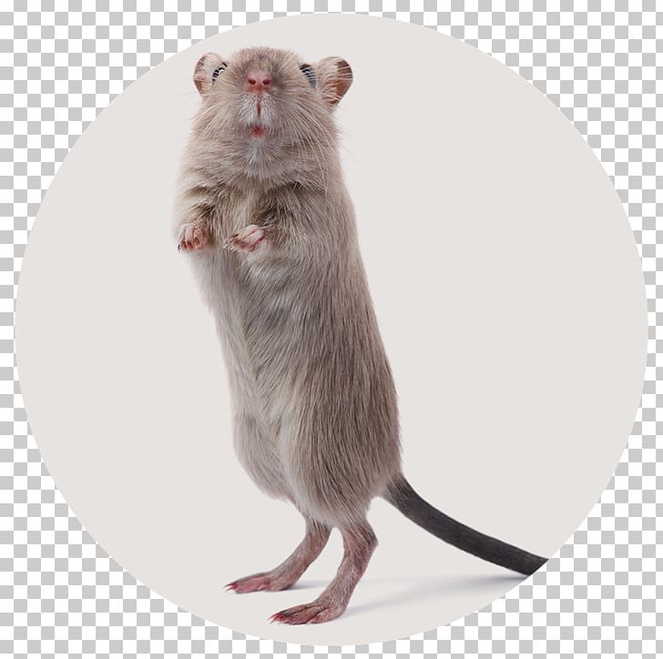 Mousetrap Rodent Pest Control Trapping PNG, Clipart, Animal, Black Rat, Cage, Dormouse, Fauna Free PNG Download
