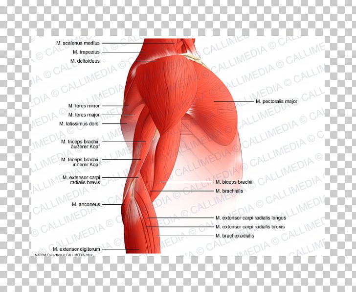 Arm Shoulder Muscular System Muscle Anatomy PNG, Clipart, Abdomen, Active Undergarment, Anatomy, Arm, Back Free PNG Download