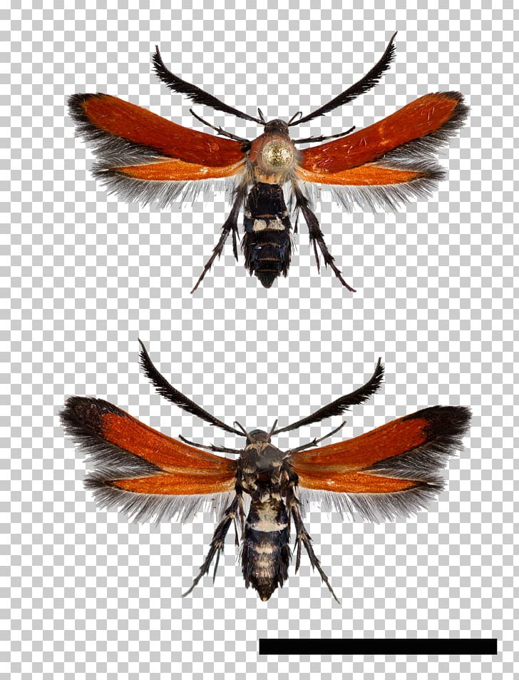 Bee Moth Atkinsonia Butalistis Wing Butterfly PNG, Clipart, Antenna, Arthropod, Bee, Brilliant Red, British Moth Free PNG Download